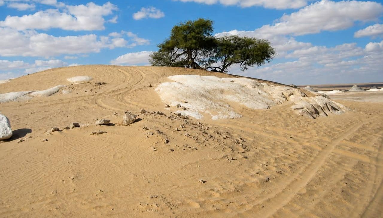 A lone acacia tree on a pale dune in the White Desert